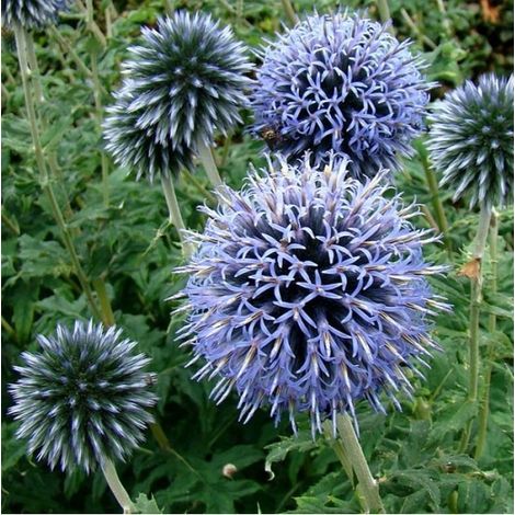 4 x Boule azurée - Echinops ritro 'Veitch's Blue' - godet 9x9 (1/4)