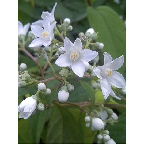 Deutzia 'Corymbiflora' Pot de 7,5L/10L (1/3)