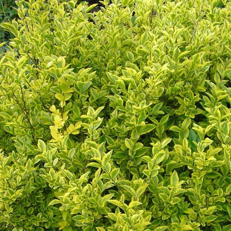 Troène de Californie Aureum – Arbuste semi-persistant à feuillage panaché jaune doré – Fleurs blanches parfumées en été – Croissance rapide