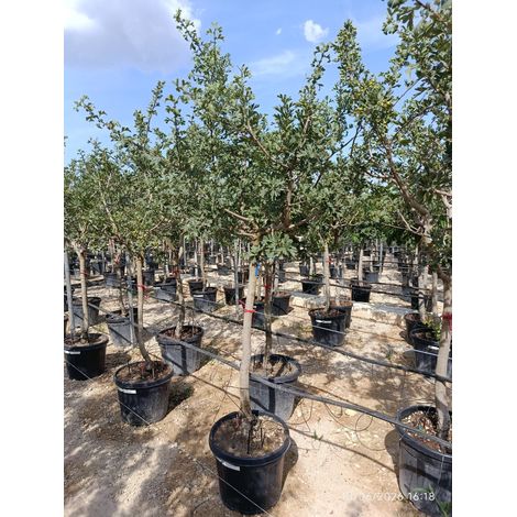 CRATAEGUS AZAROLUS TIGE 50 DEMI-TIGE CRF.12/14