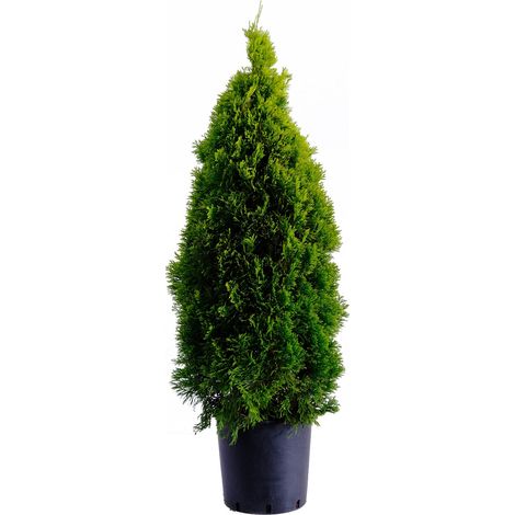 Thuja Smeraldo - Thuja Occidentalis Golden Smaragd - Piante Vere da Esterno Sempreverdi - H 100-120 cm Vaso Ø 24 cm