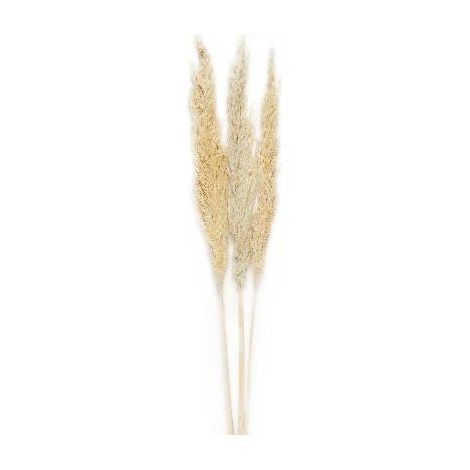 ANDREA HOUSE AX70129 Ramo Flor Pampas Bl (3Ud) 100Cm - ref: AX70129