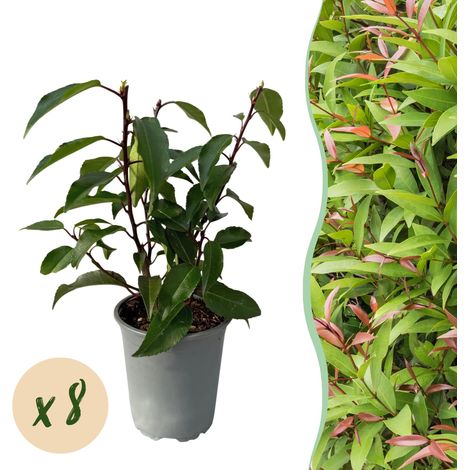 Prunus lusitanica Angustifolia - Lot de 8 Plantes de Haie Persistantes - Pot 9 cm - H 30-35 cm - PANGIVO (1/5)