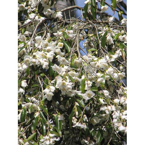 Camélia tsaii Pot de 4L/5L (1/2)