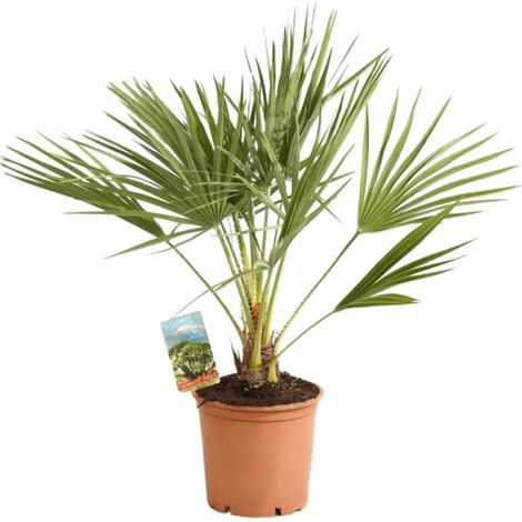 Palmier nain Chamaerops humilis Pot 3L