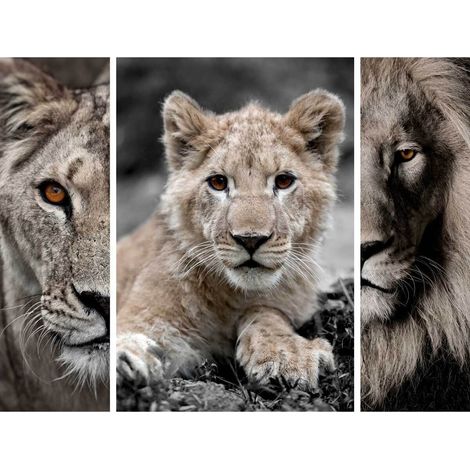 Triptyque sur toile famille de lions 125x97 cm - Impression sur Toile Murale Décorative - Image imprimée en HD sur Toile - Toile sur Châssis en Bois FSC - Fabriqué en France (1/5)