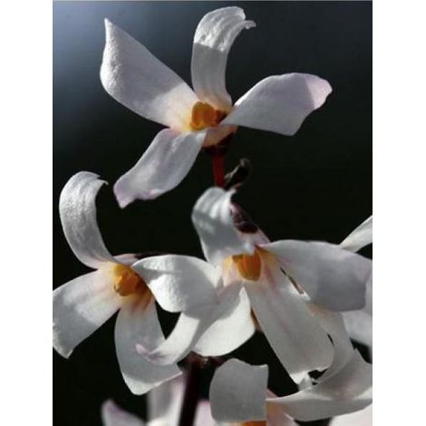 Forsythia blanc de Corée Pot de 4L/5L (1/4)