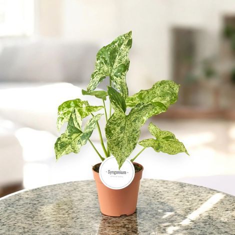 Gardenaria Syngonium 'Mottled' - Pianta da interno ornamentale - Altezza: 35 cm (vaso 12) (1/4)