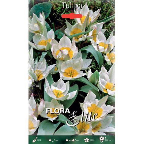 TULIPANO NANO MISCELLANEOUS TURKESTANICA CONFEZIONE DA 10 BULBI AUTUNNALI BULBS