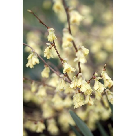Niedrige Scheinhasel Corylopsis pauciflora C 3 30- 40 (1/5)