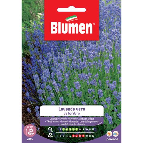 Semi lavanda vera Blumen da bordura