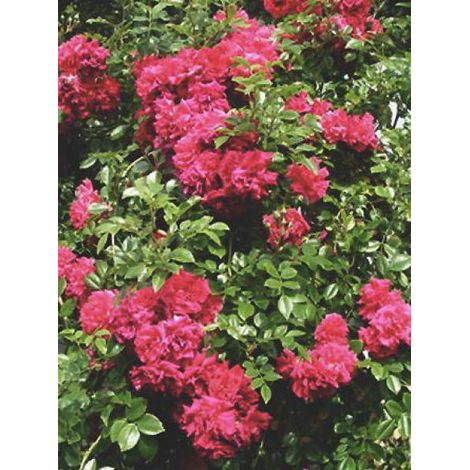 Rosier liane 'Crimson Shower' Racines nues en motte (1/2)