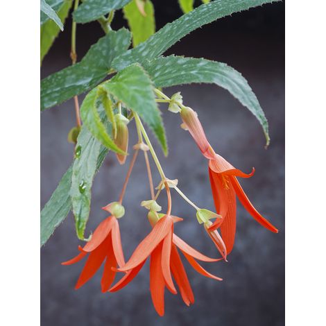 Bégonia de Bolivie le sachet de 8 graines