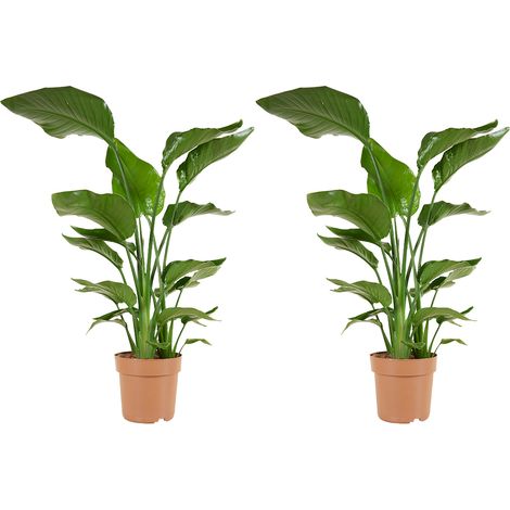 Bloomique - Lot de 2 - Strelitzia Nicolai - Plante Strelitzia - Oiseau de paradis - Plante d'intérieur grande - Plante verte purificatrice d'air - Hauteur 70-80 cm - Pot de 17 cm