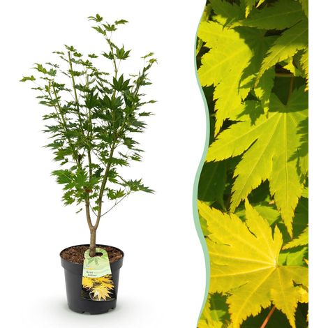 Érable du Japon Acer palmatum Jordan Jaune - Plante de Jardin Décorative - Pot 26 cm - 90 cm - PANGIVO (1/5)