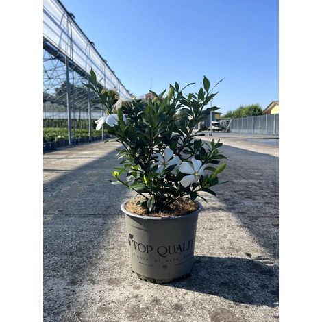 Gardenaria Gardenia jasminoides 'Sweet Heart' - Arbusto ornamentale da giardino - Altezza: 40/50 cm (vaso19) (1/3)