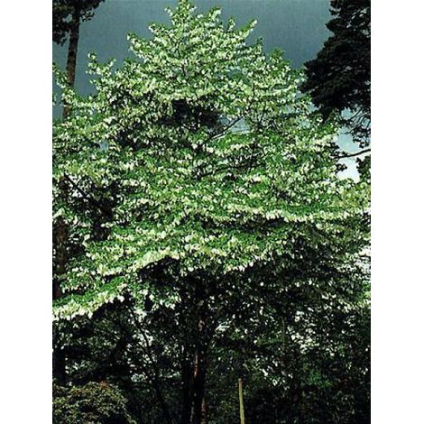 Arbre aux mouchoirs Pot de 4L/5L