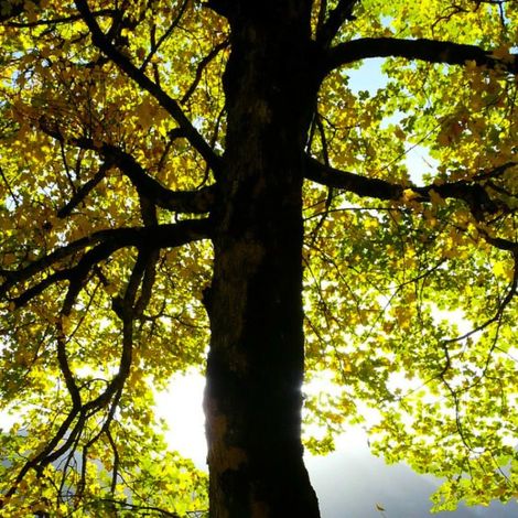 Érable à feuilles d'obier (Acer opalus) (1/3)