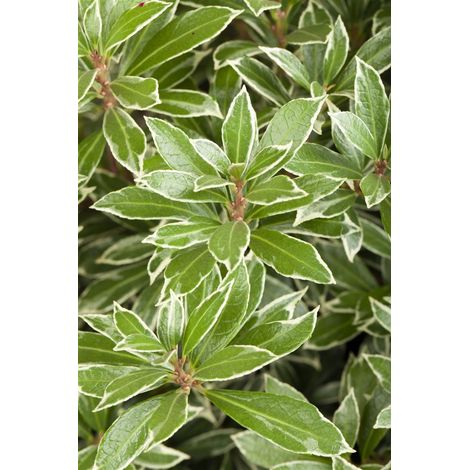 Schattenglöckchen 'Little Heath' Pieris japonica 'Little Heath' C 7 40- 50 (1/5)