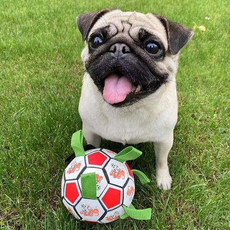Interactive dog ball – Certified PU material – Floats and is lightweight – For indoor and outdoor play – Strengthens the bond between owner and dog (1/5)