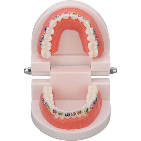Modèle dentaire typodont avec bracket orthodontique métallique pour l'enseignement, la recherche et les laboratoires dentaires (1/5)