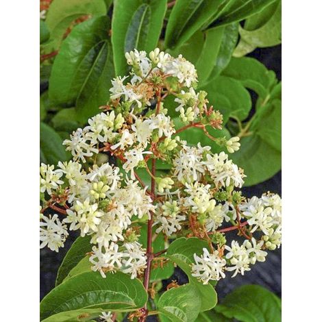 Heptacodium 'Tianshan' Pot de 7,5L/10L (1/2)