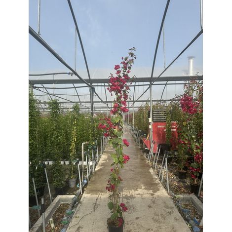 BOUGAINVILLEA CALIFORNIANA VIOLET POT 24 H.220 (1/4)