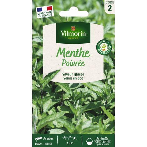 Vilmorin - Menthe Poivrée (1/4)