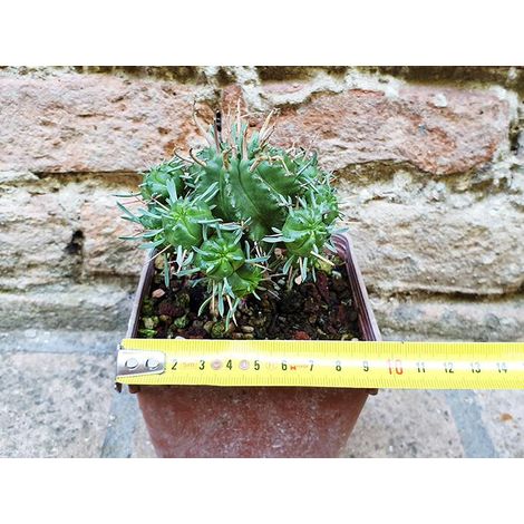 Euphorbia pillansii hybrid. 8 cm, cactus, pianta grassa