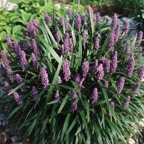 Liriope spicata/Lot de 9 godets (1/5)