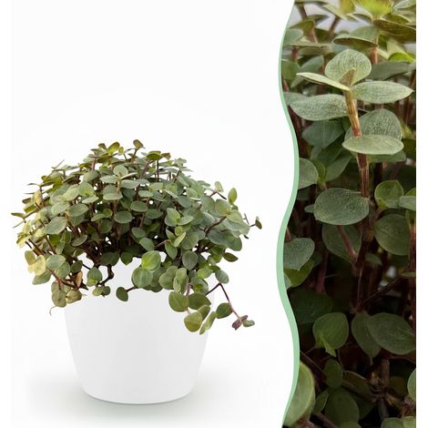 Calissia repens Plante d'intérieur Herbe à chat Amie des animaux avec Pot Blanc 12 cm H17-20 cm - PANGIVO (1/5)