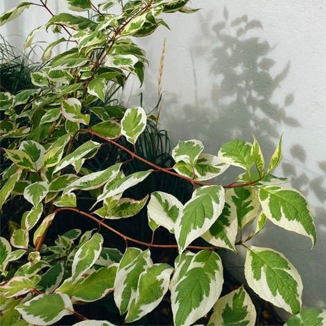Cornouiller stolonifère 'White Gold' (Cornus sericea 'White Gold')