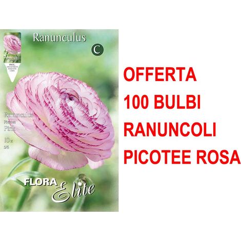 OFFERTA 100 BULBI RANUNCOLO PICOTEE ROSA