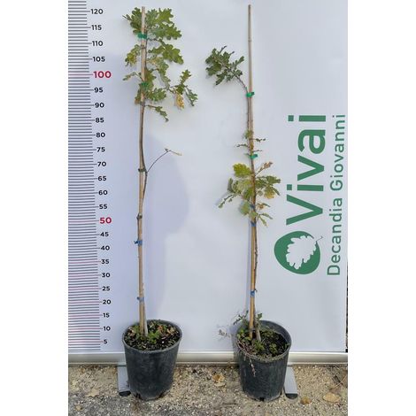 PIANTA DI QUERCUS ROBUR QUERCIA COMUNE IN VASO 20 CM ALTEZZA 100/110 CM