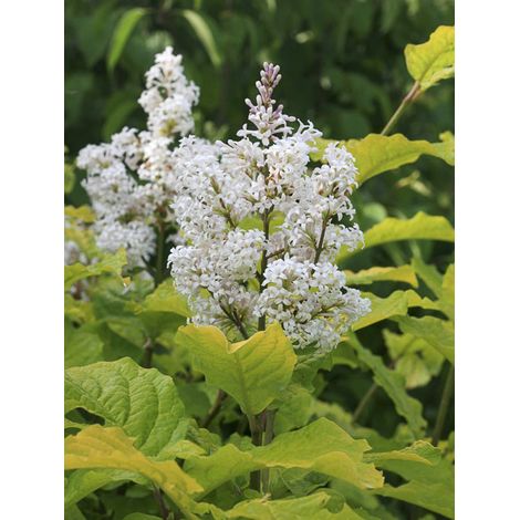 Lilas 'Aurea' Pot de 4L/5L