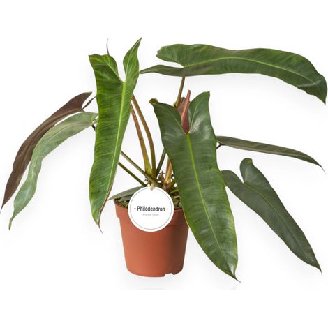 Gardenaria Philodendron atabapoense - Pianta da interno ornamentale - Altezza: 30 cm (vaso 12) (1/5)