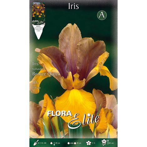 IRIS HOLLANDICA BRONZE QUEEN (CONFEZIONE DA 10 BULBI)