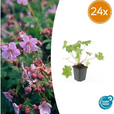 Lot de 24 Géraniums Vivaces Ingwersen's Variety Couvre-sol Rose Pâle Pots Ø 9 cm H 10-25 cm - PANGIVO (1/5)