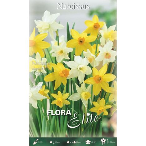 BULBI AUTUNNALI NARCISO MINIATURE MIXED (CONFEZIONE DA 10 BULBI) BULBI BULBS BULBES