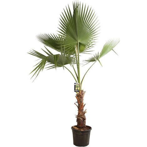 Palmier de Californie - Washingtonia robusta 120/140cm