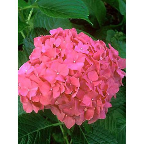 Hortensia 'Glowing Embers' Pot de 2L/3L (1/2)
