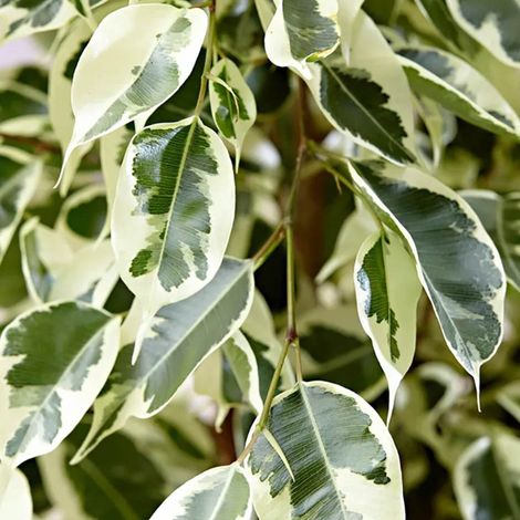 1 PIANTA DI FICUS TWILIGHT IN VASO DA 14CM, PIANTE DA INTERNO (1/2)