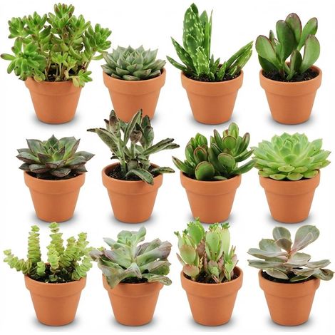 Lot de 12 Mini Succulentes en Pots de Terre Cuite Ø 8,1 cm, Plantes Grasses Intérieur 5-10 cm - PANGIVO (1/4)