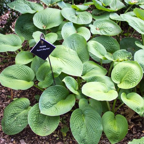 4 x Hosta hybrida 'Ryan's Big One' - godet 9x9 cm