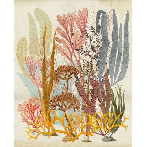 Papier peint panoramique maritim,modern Coraux Accrocheurs (1/4)