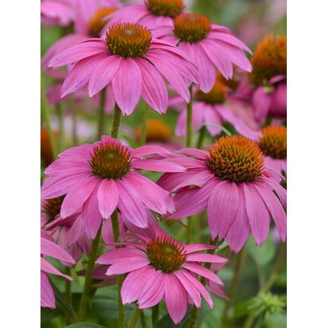 Rudbeckia pourpre 'Pow Wow Wild Berry ' le sachet de 8 graines (1/2)