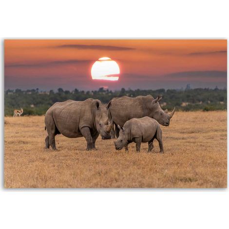 Tableau rhinocéros en famille au coucher du soleil (1/5)