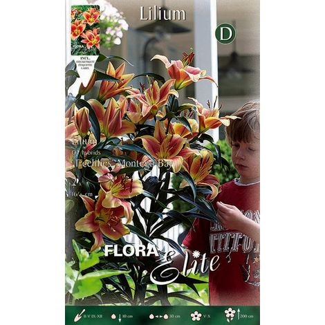 BULBI AUTUNNALI LILIUM GIGANTE MONTEGO BAY CONFEZIONE 2 BULBI BULBS BULBES