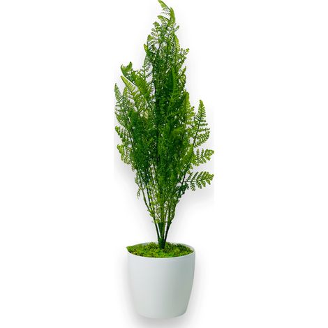Topfblume – Zypresse, grüne Thuja im Topf, 75 cm (1/5)