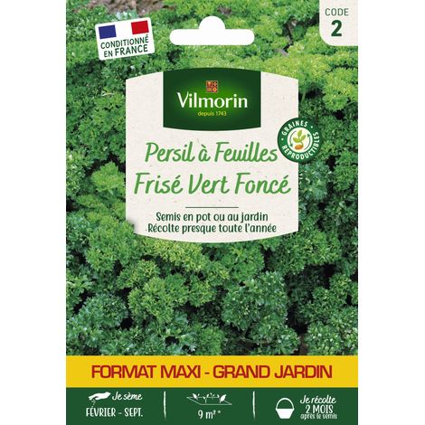 Persil Frisé Vert Foncé - Grand Modèle Vilmorin